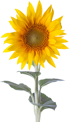 A sunflower in full bloom